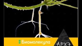 Сергей Глаголев: 'Гидра мировой науки: книдарии как модельные объекты"