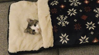 父ちゃんと一緒にテレビを見る仔猫 Kitten watching TV with Dad.