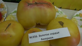 ТОМАТ "ЗОЛОТОЕ СЕРДЦЕ АМЕРИКИ"(Golden Heart of America, США). №356. ДЕГУСТАЦИЯ. 