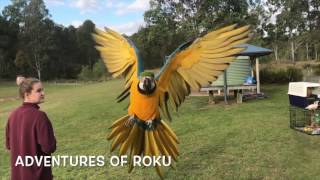 Get Flocked - Free Flight Day
