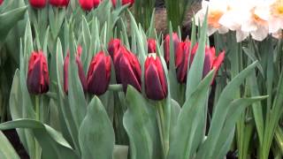 Tulip Muvota - DutchGrown.com
