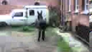 Лошадь и осел