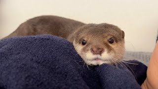 自分と同じ姿のクッションに定位置を取られて嘆くカワウソ Otter laments being displaced by a cushion that looks just like her.