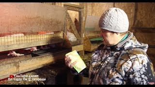 ВАША ПТИЦА БУДЕТ ЗДОРОВОЙ, ЕСЛИ ВЫ ДОБАВИТЕ ЭТО В РАЦИОН КОРМЛЕНИЯ!