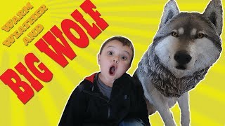 CODY MEETS A WOLF!!!