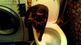 Кошка и унитаз / Cat and a toilet bowl