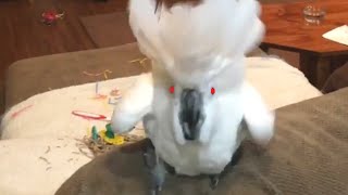 Super Vocal Birds | Funny Bird Video Compilation 2017