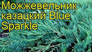 Можжевельник казацкий Блю Спаркл. Краткий обзор, описание juniperus sabina Blue Sparkle