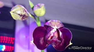 Phal. Sogo Relеx первый цветочек распустился.