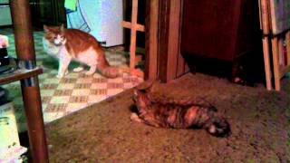 2 cats mating