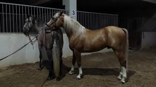 Caballos Cubricion 3°Dia WAR PALOMINO HISPANO ARABE ? MANA YEGUA HISPANO LUSITANA ❤?