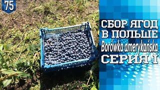 #75.Сбор ягод в Польше - Borówka amerykańska.Серия I