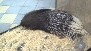 Хохлатый дикобраз. Physignathus cocincinus.