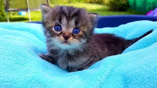 Бедный маленький котенок остался один! Трудные роды у кошки Только один котенок выжил! Наши котята?
