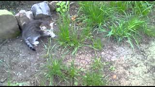 мой котенок Сима и кот Мотя