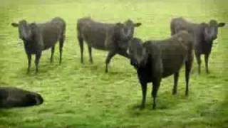 Юмор. Танцующие коровы