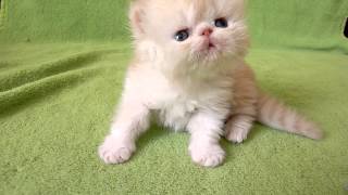 new 2013 kitten persian Maldini - cattery Briz Baltiki - for sale