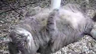 gros chat