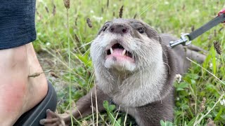 カワウソさくら 晴れたので外で全力ダッシュした結果、やばすぎる顔に Otter dashing outside