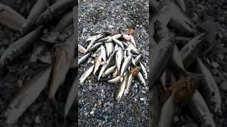 15 04 2021 улов с лодки кефаль, барабулька, ставрида, горбыль Кобулети Видео Сулхан Нижарадзе