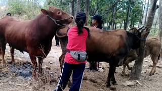 Real huge cow mating by woman