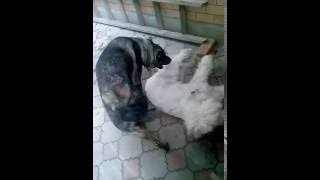 Games dogs wolfhounds Giants. Аборигенная собака Кавказа против южнорусской овчарки