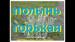полынь горькая от паразитов и кровотечения