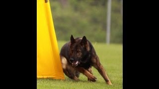 Yogy Policia-Slovakia 2013 WDC Protection
