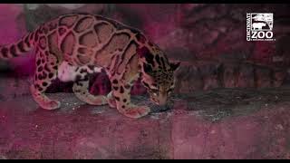 International Clouded Leopard Day - Cincinnati Zoo
