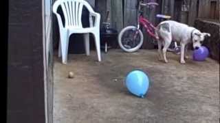 Doggie play