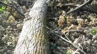 Zhukiv island illegal action