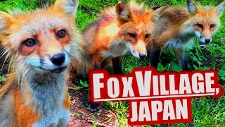 Fox Village, Japan: Cutest Place on Earth