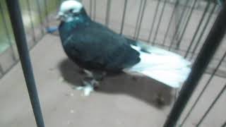 Donek pigeon