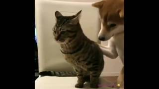 Копия видео "СМЕШНЫЕ КОТЫ ПРИКОЛЫ С КОШКАМИ   2017 №3 - FUNNY CATS"