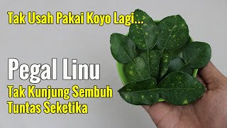 STOP BELI KOYO APALAGI PIJAT... PEGAL LINU TAK KUNJUNG SEMBUH HILANG SEKETIKA
