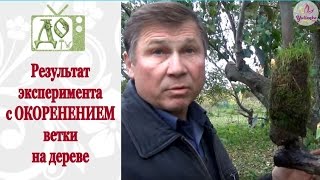 Как получить КОРНИ на ветке, не срезая ее с дерева. Результат ЭКСПЕРИМЕНТА