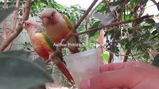 Pyrrhura Molinae Mutations Ananas Voice, Songs