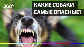 Какие собаки самые опасные? Список пород утвердило правительство