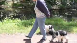 SCIENCE SAVY WOMAN WALKS TWO OF HER NEW DOGS OFF-LEASH! - Jeffrey Loy : www.FriendToAnimals.com