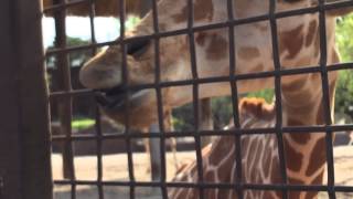 RYAN AT THE ZOO