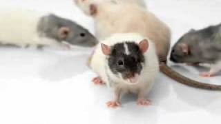 ASAP Insulation & Pest Control Services , Stephens City, VA