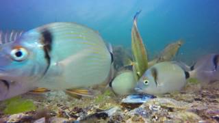 diplodus vulgaris, diplodus sargus.