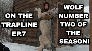 On The Trapline Ep. 7 - Wolf #2, Snaring Wolves with Wolfmaster Power Rams!