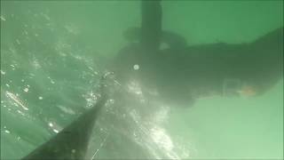 Pesca Sub Saraghetto con Mr.Carbon 104 T300