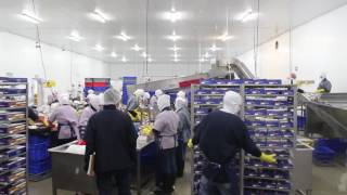 Ingeniería en Alimentos