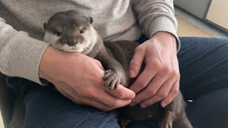 カワウソさくら 膝の上から降りないどころか寝始めるカワウソ Otter start sleeping on their lap