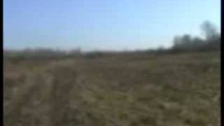 Hunting dogs. Охотничьи собаки.