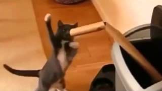 самое смешное видео про котов и кошек