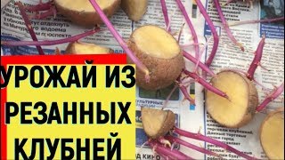 СЕКРЕТ ВЫРАЩИВАНИЯ КАРТОФЕЛЯ ИЗ РЕЗАННЫХ КЛУБНЕЙ