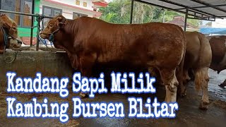 sapi super besar di kandang kambing bursen